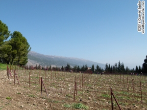 Vineyards at Chateau Kefraya, Bekaa Valley, photographed by Quentin  Sadler.
